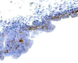 FGF-4 was detected in immersion fixed frozen sections of mouse embryo (13 d.p.c.) using Rat Anti-Mouse FGF-4 Monoclonal Antibody (Catalog # MAB5846) at 25 µg/mL overnight at 4 °C. Tissue was stained using the Anti-Rat HRP-DAB Cell & Tissue Staining Kit (brown; Catalog # CTS017) and counterstained with hematoxylin (blue). Specific staining was localized to epithelial cells. View our protocol for Chromogenic IHC Staining of Frozen Tissue Sections.