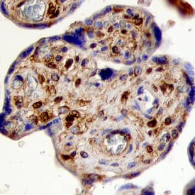 Immunohistochemistry FGF-5 Antibody