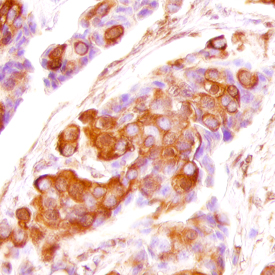 Immunohistochemistry FGF-5 Antibody (221903) [Unconjugated]