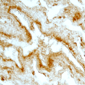 Immunohistochemistry FGF-5 Antibody (221903) [Unconjugated]