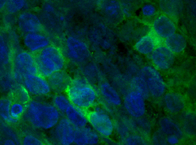 FGF-16 was detected in immersion fixed human induced pluripotent stem (iPS) cells differentiated into cardiomyocytes using Sheep Anti-Human/Mouse FGF-16 Antigen Affinity-purified Polyclonal Antibody (Catalog # AF1212) at 8 µg/mL for 3 hours at room temperature. Cells were stained using the NorthernLights™ 493-conjugated Anti-Sheep IgG Secondary Antibody (green; Catalog # NL012) and counterstained with DAPI (blue). Specific staining was localized to cytoplasm. View our protocol for Fluorescent ICC Staining of Stem Cells on Coverslips.