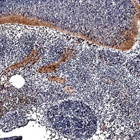Immunohistochemistry FGF-16 Antibody [Unconjugated]