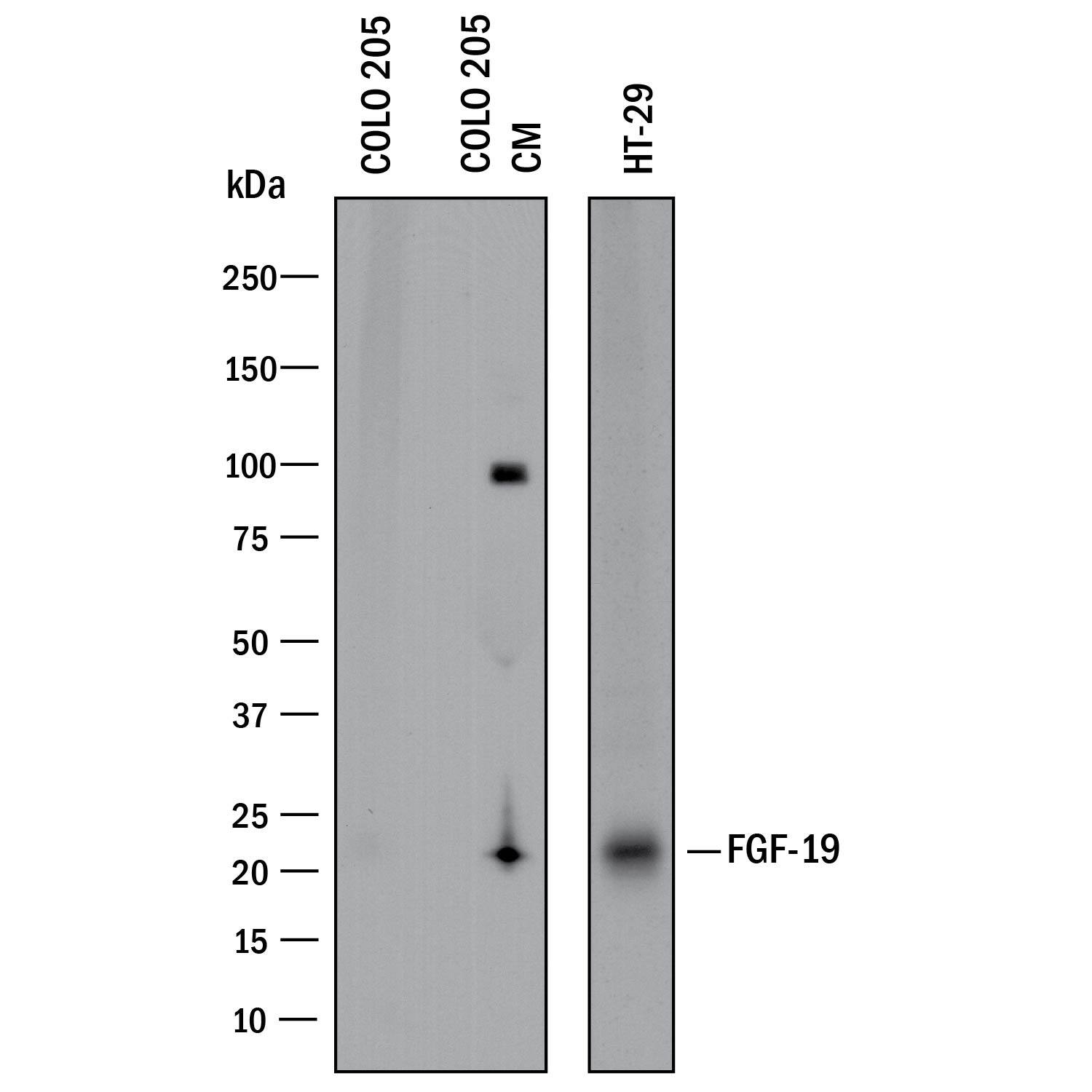 Western Blot FGF-19 Antibody [Unconjugated]