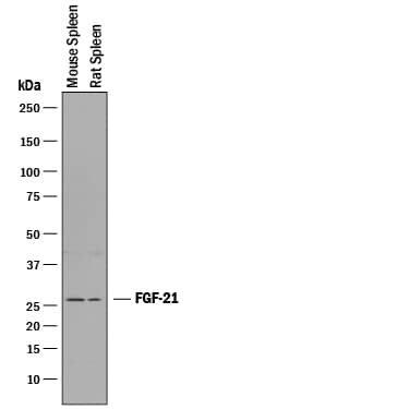 Western Blot FGF-21 Antibody [Unconjugated]