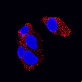 FGF-21 was detected in immersion fixed HepG2 human hepatocellular carcinoma cell line using Mouse Anti-Human FGF-21 Monoclonal Antibody (Catalog # MAB25372) at 25 µg/mL for 3 hours at room temperature. Cells were stained using the NorthernLights™ 557-conjugated Anti-Mouse IgG Secondary Antibody (red; Catalog # NL007) and counterstained with DAPI (blue). Specific staining was localized to cytoplasm. View our protocol for Fluorescent ICC Staining of Cells on Coverslips.