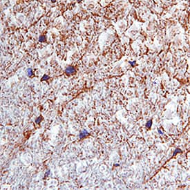 Immunohistochemistry FGF-23 Antibody (283507) [Unconjugated]