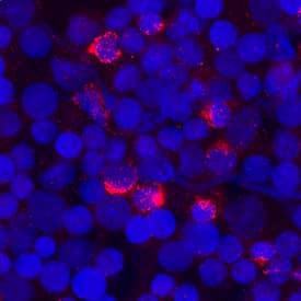FGFBP2 was detected in immersion fixed human peripheral blood mononuclear cells (PBMCs) using Sheep Anti-Human FGFBP2 Antigen Affinity-purified Polyclonal Antibody (Catalog # AF9349) at 1 µg/mL for 3 hours at room temperature. Cells were stained using the NorthernLights™ 557-conjugated Anti-Sheep IgG Secondary Antibody (red; Catalog # NL010) and counterstained with DAPI (blue). Specific staining was localized to cytoplasm. View our protocol for Fluorescent ICC Staining of Non-adherent Cells.