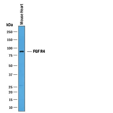 Western blot shows lysates of mouse heart tissue. PVDF membrane was probed with 0.25 µg/mL of Goat Anti-Mouse FGF R4 Antigen Affinity-purified Polyclonal Antibody (Catalog # AF2265) followed by HRP-conjugated Anti-Goat IgG Secondary Antibody (Catalog # HAF019). A specific band was detected for FGF R4 at approximately 89 kDa (as indicated). This experiment was conducted under reducing conditions and using Immunoblot Buffer Group 1.