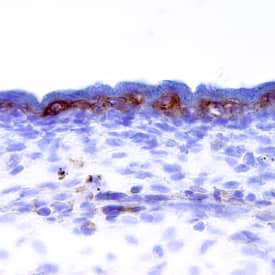 FGF R4 was detected in immersion fixed frozen sections of mouse embryo (E11.5) using Goat Anti-Mouse FGF R4 Biotinylated Antigen Affinity-purified Polyclonal Antibody (Catalog # BAF2265) at 15 µg/mL overnight at 4 °C. Tissue was stained using the Anti-Goat HRP-DAB Cell & Tissue Staining Kit (brown; Catalog # CTS008) and counterstained with hematoxylin (blue). Specific staining was localized to the epidermis. View our protocol for Chromogenic IHC Staining of Frozen Tissue Sections.