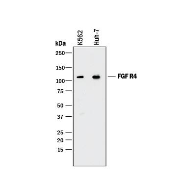 Western blot shows lysates of K562 human chronic myelogenous leukemia cell line and Huh-7 human hepatoma cell line. PVDF membrane was probed with 0.2 µg/mL of Rat Anti-Human FGF R4 Monoclonal Antibody (Catalog # MAB6852) followed by HRP-conjugated Anti-Rat IgG Secondary Antibody (HAF005). A specific band was detected for FGF R4 at approximately 110 kDa (as indicated). This experiment was conducted under reducing conditions and using Immunoblot Buffer Group 1.