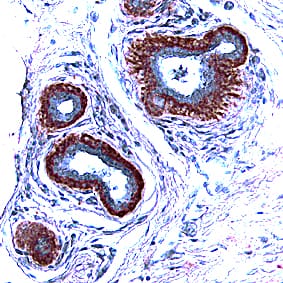 Immunohistochemistry FGF acidic/FGF1 Antibody [Unconjugated]