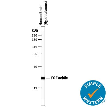 Simple Western FGF acidic/FGF1 Antibody [Unconjugated]