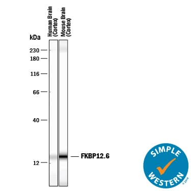 Simple Western FKBP12.6 Antibody [Unconjugated]
