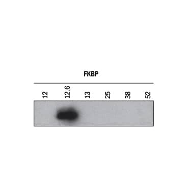 Western Blot FKBP12.6 Antibody [Unconjugated]