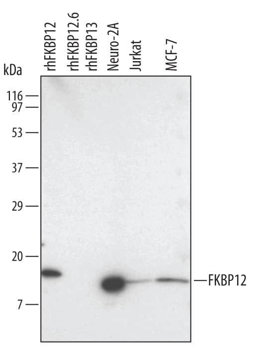 Western blot shows lysates of Neuro-2A mouse neuroblastoma cell line, Jurkat human acute T cell leukemia cell line, and MCF-7 human breast cancer cell line. PVDF membrane was probed with 1 µg/mL Rat Anti-Human/Mouse/Rat FKBP12 Monoclonal Antibody (Catalog # MAB3777) followed by HRP-conjugated Anti-Rat IgG Secondary Antibody (Catalog # HAF005). For additional reference, Recombinant Human FKBP12 (Catalog # 3777-FK), recombinant human FKBP12.6, and recombinant human FKBP13 (5 ng/lane) were included. A specific band for FKBP12 was detected at approximately 12 kDa (as indicated). This experiment was conducted under reducing conditions and using Immunoblot Buffer Group 3.