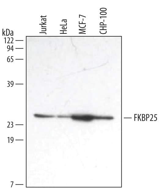 Western Blot FKBP25 Antibody (423325)