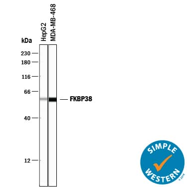 Simple Western lane view shows lysates of HepG2 human hepatocellular carcinoma cell line and MDA-MB-468 human breast cancer cell line, loaded at 0.2 mg/mL. A specific band was detected for FKBP38 at approximately 58 kDa (as indicated) using 5 µg/mL of Goat Anti-Human/Mouse/Rat FKBP38 Antigen Affinity-purified Polyclonal Antibody (Catalog # AF3580) followed by 1:50 dilution of HRP-conjugated Anti-Goat IgG Secondary Antibody (Catalog # HAF109). This experiment was conducted under reducing conditions and using the 12-230 kDa separation system.