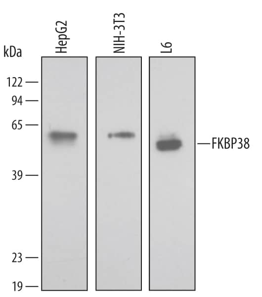 Western blot shows lysates of HepG2 human hepatocellular carcinoma cell line, NIH-3T3 mouse embryonic fibroblast cell line, and L6 rat myoblast cell line. PVDF membrane was probed with 0.5 µg/mL of Human/Mouse/Rat FKBP38 Monoclonal Antibody (Catalog # MAB3580) followed by HRP-conjugated Anti-Mouse IgG Secondary Antibody (Catalog # HAF007). A specific band was detected for FKBP38 at approximately 60 to 64 kDa (as indicated). This experiment was conducted under reducing conditions and using Immunoblot Buffer Group 2.
