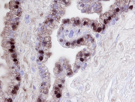 Immunohistochemistry FKBP51/FKBP5 Antibody [Unconjugated]