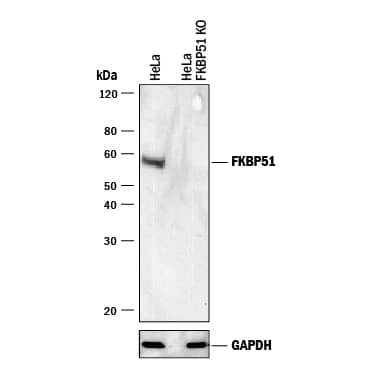 <b>Genetic Strategies Validation. </b>Western blot shows lysates of HeLa human cervical epithelial carcinoma parental cell line and FKBP51 knockout HeLa cell line (KO). PVDF membrane was probed with 0.3 µg/mL of Goat Anti-Human/Mouse/Rat FKBP51 Antigen Affinity-purified Polyclonal Antibody (Catalog # AF4094) followed by HRP-conjugated Anti-Mouse IgG Secondary Antibody (Catalog # HAF018). A specific band was detected for FKBP51 at approximately 32 kDa (as indicated) in the parental HeLa cell line, but is not detectable in knockout HeLa cell line. GAPDH (Catalog # AF5718) is shown as a loading control. This experiment was conducted under reducing conditions and using Immunoblot Buffer Group 1.
