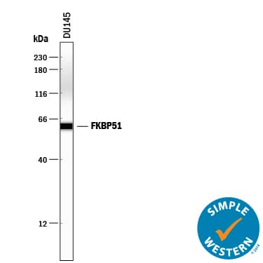 Simple Western FKBP51/FKBP5 Antibody [Unconjugated]