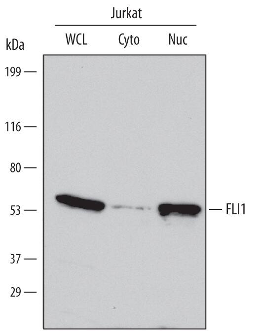 Western Blot FLI1 Antibody
