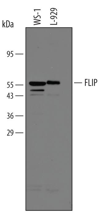 Western blot shows lysates of WS-1 human fetal skin fibroblast cell line and L-929 mouse fibroblast cell line. PVDF membrane was probed with 1 µg/mL of Rabbit Anti-Human/Mouse FLIP Antigen Affinity-purified Polyclonal Antibody (Catalog # AF821) followed by HRP-conjugated Anti-Rabbit IgG Secondary Antibody (Catalog # HAF008). A specific band was detected for FLIP at approximately 56 kDa (as indicated). This experiment was conducted under reducing conditions and using Immunoblot Buffer Group 2.