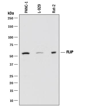 Western blot shows lysates of PANC-1 human pancreatic carcinoma cell line, L-929 mouse fibroblast cell line, and Rat-2 rat embryonic fibroblast cell line. PVDF membrane was probed with 2 µg/mL of Mouse Anti-Human/Mouse/Rat FLIP Monoclonal Antibody (Catalog # MAB8430) followed by HRP-conjugated Anti-Mouse IgG Secondary Antibody (Catalog # HAF018). A specific band was detected for FLIP at approximately 55 kDa (as indicated). This experiment was conducted under reducing conditions and using Immunoblot Buffer Group 1.