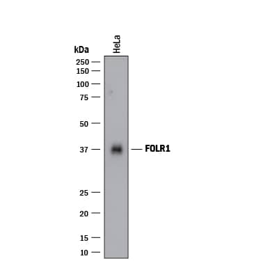 Western blot shows lysates of HeLa human cervical epithelial carcinoma cell line. PVDF membrane was probed with 1 µg/mL of Goat Anti-Human FOLR1 Antigen Affinity-purified Polyclonal Antibody (Catalog # AF5646) followed by HRP-conjugated Anti-Goat IgG Secondary Antibody (HAF017). A specific band was detected for FOLR1 at approximately 37 kDa (as indicated). This experiment was conducted under reducing conditions and using Immunoblot Buffer Group 1.