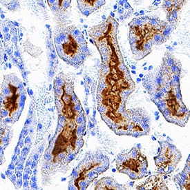 FOLR1 was detected in perfusion fixed frozen sections of mouse kidney using Sheep Anti-Mouse FOLR1 Antigen Affinity-purified Polyclonal Antibody (Catalog # AF6936) at 0.3 µg/mL overnight at 4 °C. Tissue was stained using the Anti-Sheep HRP-DAB Cell & Tissue Staining Kit (brown; Catalog # CTS019) and counterstained with hematoxylin (blue). Specific staining was localized to convoluted tubules. View our protocol for Chromogenic IHC Staining of Frozen Tissue Sections.