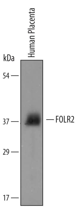Western Blot FOLR2 Antibody