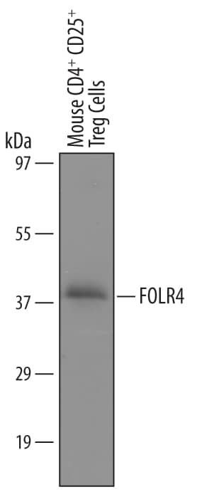 Western Blot FOLR4 Antibody