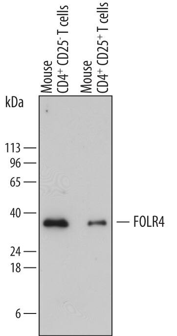 Western Blot FOLR4 Antibody (721601)