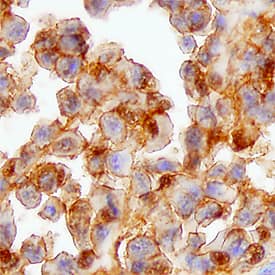 Immunohistochemistry FOLR4 Antibody (821221) [Unconjugated]