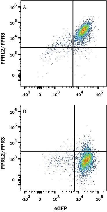 HEK293 human embryonic kidney cell line transfected with (A) FPRL2/FPR3 or (B) irrelevant protein, and eGFP were stained with Mouse Anti-Human FPRL2/FPR3 PE-conjugated Monoclonal Antibody (Catalog # FAB3896P). Quadrant markers were set based Mouse IgG2B Isotype Control Antibody staining (Catalog # MAB0041, data not shown). View our protocol for Staining Membrane-associated Proteins.