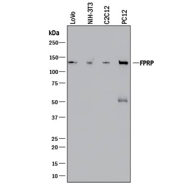 Western Blot FPRP/PTGFRN Antibody (998175) [Unconjugated]