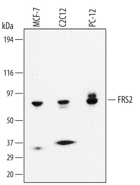 Western blot shows lysates of MCF-7 human breast cancer cell line, C2C12 mouse myoblast cell line, and PC-12 rat adrenal pheochromocytoma cell line. PVDF membrane was probed with 1 µg/mL of Goat Anti-Human/Mouse/Rat FRS2 Monoclonal Antibody (Catalog # MAB4069) followed by HRP-conjugated Anti-Mouse IgG Secondary Antibody (Catalog # HAF007). A specific band was detected for FRS2 at approximately 85 kDa (as indicated). This experiment was conducted under reducing conditions and using Immunoblot Buffer Group 1.