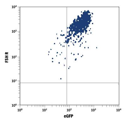 HEK293 human embryonic kidney cell line transfected with human FSH R and eGFP was stained with Mouse Anti-Human FSH R APC-conjugated Monoclonal Antibody (Catalog # FAB65591A). Quadrant markers were set based on control antibody staining (Catalog # IC003A). View our protocol for Staining Membrane-associated Proteins.