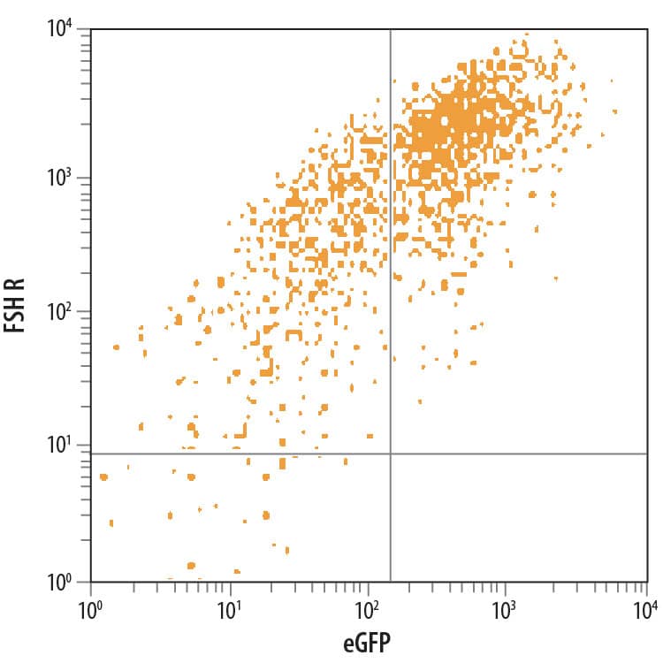 HEK293 human embryonic kidney cell line transfected with human FSH R and eGFP was stained with Mouse Anti-Human FSH R PE-conjugated Monoclonal Antibody (Catalog # FAB65591P). Quadrant markers were set based on control antibody staining (Catalog # IC003P). View our protocol for Staining Membrane-associated Proteins.