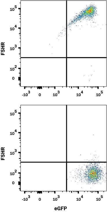 HEK293 human embryonic kidney cell line transfected with (A) human FSH R or (B) irrelevant protein, and eGFP was stained with Mouse Anti-Human FSH R Monoclonal Antibody (Catalog # MAB65591) followed by APC-conjugated Goat anti-Mouse Secondary Antibody (Catalog # F0101B). Quadrant markers were set based on control antibody staining (Catalog # MAB003). View our protocol for Staining Membrane-associated Proteins.