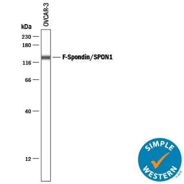 Simple Western F-Spondin/SPON1 Antibody [Unconjugated]