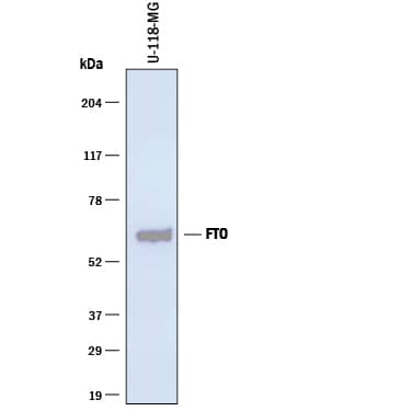 Western blot shows lysates of U-118-MG human glioblastoma/astrocytoma cell line. PVDF membrane was probed with 2 µg/mL of Mouse Anti-Human FTO Monoclonal Antibody (Catalog # MAB7208) followed by HRP-conjugated Anti-Mouse IgG Secondary Antibody (Catalog # HAF018). A specific band was detected for FTO at approximately 60 kDa (as indicated). This experiment was conducted under reducing conditions and using Immunoblot Buffer Group 1.