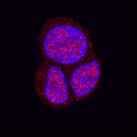 Immunocytochemistry FUBI/MNSF beta/FAU Antibody (861504) [Unconjugated]