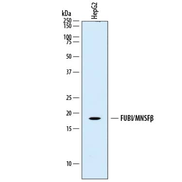 Western Blot FUBI/MNSF beta/FAU Antibody (861504) [Unconjugated]