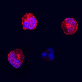 Fas/TNFRSF6/CD95 was detected in immersion fixed feline peripheral blood mononuclear cells (PBMCs) using Goat Anti-Feline Fas/TNFRSF6/CD95 Antigen Affinity-purified Polyclonal Antibody (Catalog # AF2267) at 15 µg/mL for 3 hours at room temperature. Cells were stained using the NorthernLights™ 557-conjugated Anti-Goat IgG Secondary Antibody (red; Catalog # NL001) and counterstained with DAPI (blue). Specific staining was localized to the plasma membrane. View our protocol for Fluorescent ICC Staining of Non-adherent Cells.
