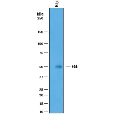 Western blot shows lysates of Raji human Burkitt's lymphoma cell line. PVDF membrane was probed with 1 µg/mL of Goat Anti-Human Fas/TNFRSF6/CD95 Antigen Affinity-purified Polyclonal Antibody (Catalog # AF326) followed by HRP-conjugated Anti-Goat IgG Secondary Antibody (Catalog # HAF019). A specific band was detected for Fas/TNFRSF6/CD95 at approximately 50 kDa (as indicated). This experiment was conducted under reducing conditions and using Immunoblot Buffer Group 1.