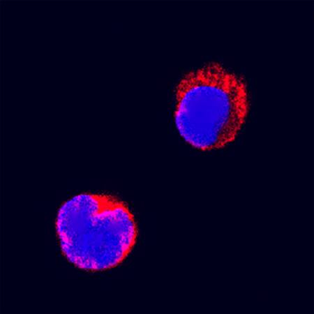 Fas/TNFRSF6/CD95 was detected in immersion fixed feline peripheral blood mononuclear cells (PBMCs) using Goat Anti-Feline Fas/TNFRSF6/CD95 Biotinylated Antigen Affinity-purified Polyclonal Antibody (Catalog # BAF2267) at 15 µg/mL for 3 hours at room temperature. Cells were stained using the NorthernLights™ 557-conjugated Streptavidin (red; Catalog # NL999) and counterstained with DAPI (blue). Specific staining was localized to cytoplasm. View our protocol for Fluorescent ICC Staining of Non-adherent Cells.