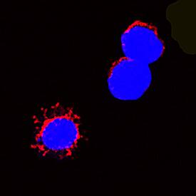 Fas Ligand/TNFSF6 was detected in immersion fixed rat splenocytes using Goat Anti-Rat Fas Ligand/TNFSF6 Antigen Affinity-purified Polyclonal Antibody (Catalog # AF1858) at 15 µg/mL for 3 hours at room temperature. Cells were stained using the NorthernLights™ 557-conjugated Anti-Goat IgG Secondary Antibody (red; Catalog # NL001) and counterstained with DAPI (blue). Specific staining was localized to cytoplasm. View our protocol for Fluorescent ICC Staining of Non-adherent Cells.