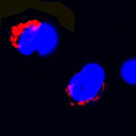 Fas Ligand/TNFSF6 was detected in immersion fixed rat splenocytes using Mouse Anti-Rat Fas Ligand/TNFSF6 Monoclonal Antibody (Catalog # MAB1858) at 15 µg/mL for 3 hours at room temperature. Cells were stained using the NorthernLights™ 557-conjugated Anti-Mouse IgG Secondary Antibody (red; Catalog # NL007) and counterstained with DAPI (blue). Specific staining was localized to cytoplasm. View our protocol for Fluorescent ICC Staining of Non-adherent Cells.