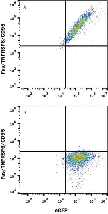 HEK293 human embryonic kidney cell line transfected with either (A) Human Fas/TNFRSF6/CD95 or (B) irrelevant transfectants and eGFP was stained with Mouse Anti-Human Fas/TNFRSF6/CD95 Monoclonal Antibody (Catalog # MAB326) followed by Allophycocyanin-conjugated Anti-Mouse IgG Secondary Antibody (Catalog # F0101B). Quadrant markers were set based on control antibody staining (Catalog # MAB002). View our protocol for Staining Membrane-associated Proteins.